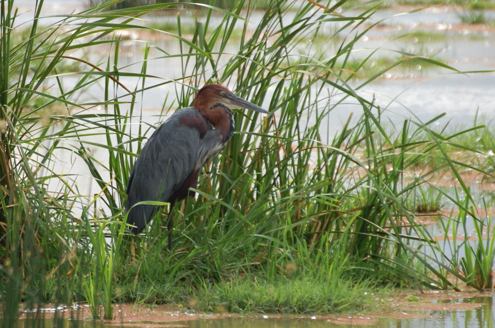 Tanzania - Airone gigante (Ardea goliath)